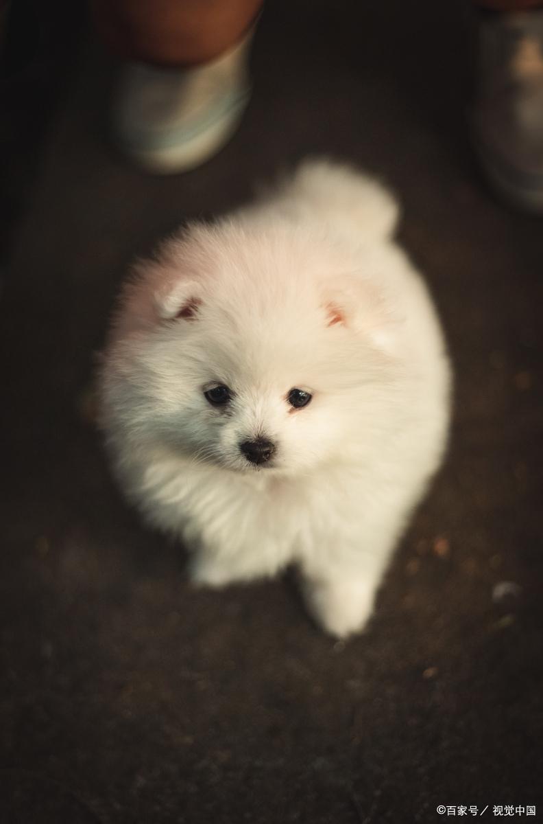 博美犬能长到几斤,博美犬的资料大全