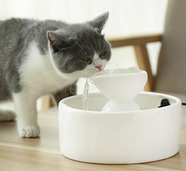 猫咪只喝水不吃东西怎么办,猫咪走丢两天回来无精打采只喝水