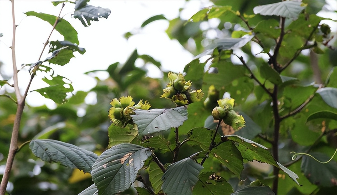 广东发现珍稀罕见野生动物,珍稀动物视频