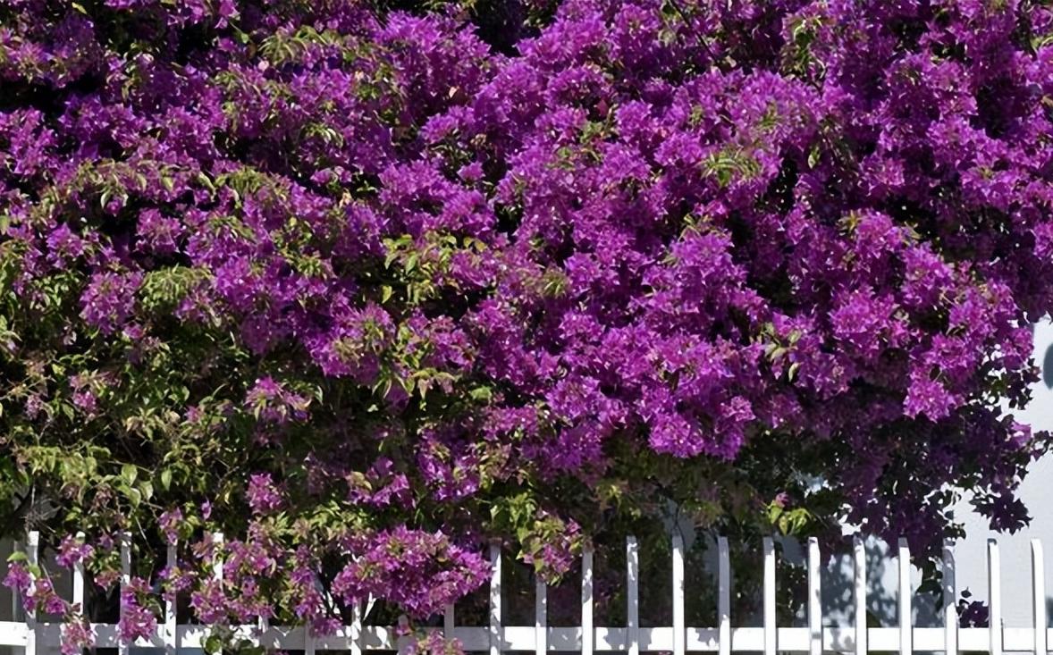 什么品种的巴西花好,巴西进口最好养的花
