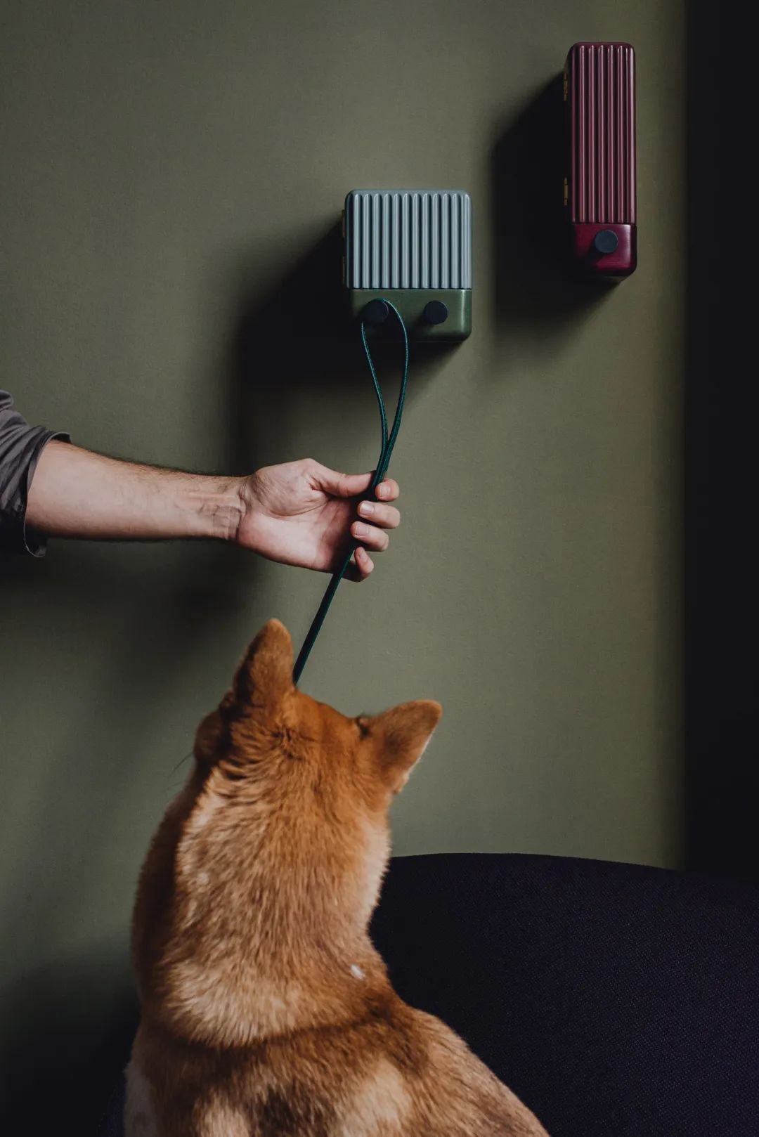 为宠物而设计,极简宠物产品