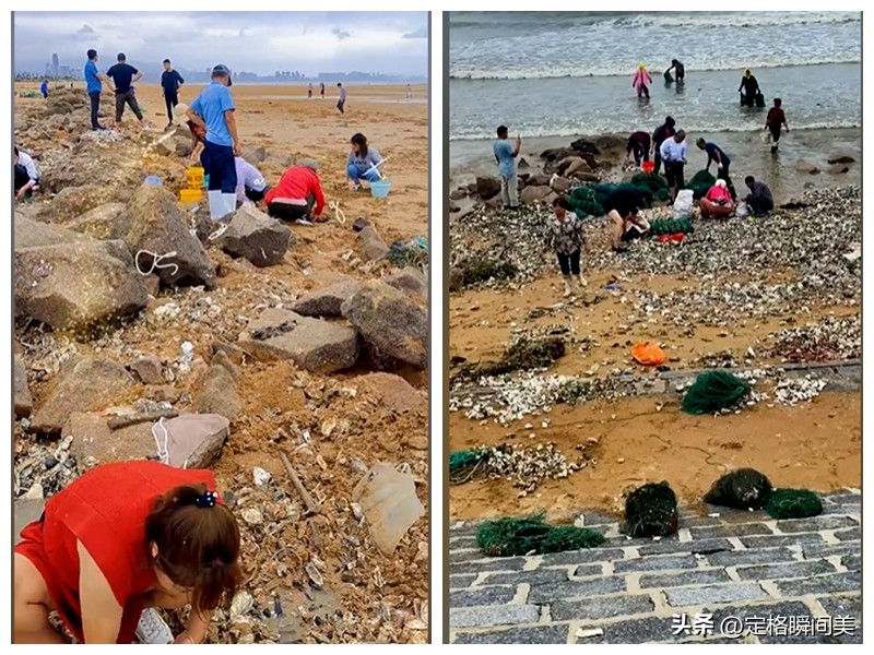 青岛台风过后海鲜遍地图片,台风过后大量海鲜推上沙滩