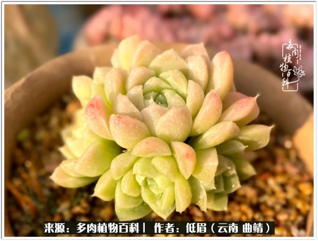 玉露多肉冬季分盆,玉露多肉怎样才能晶莹剔透