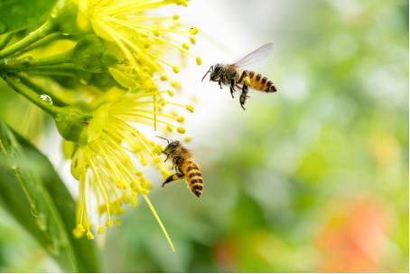 云南金石蜜怎么吃,云南天然金石蜜