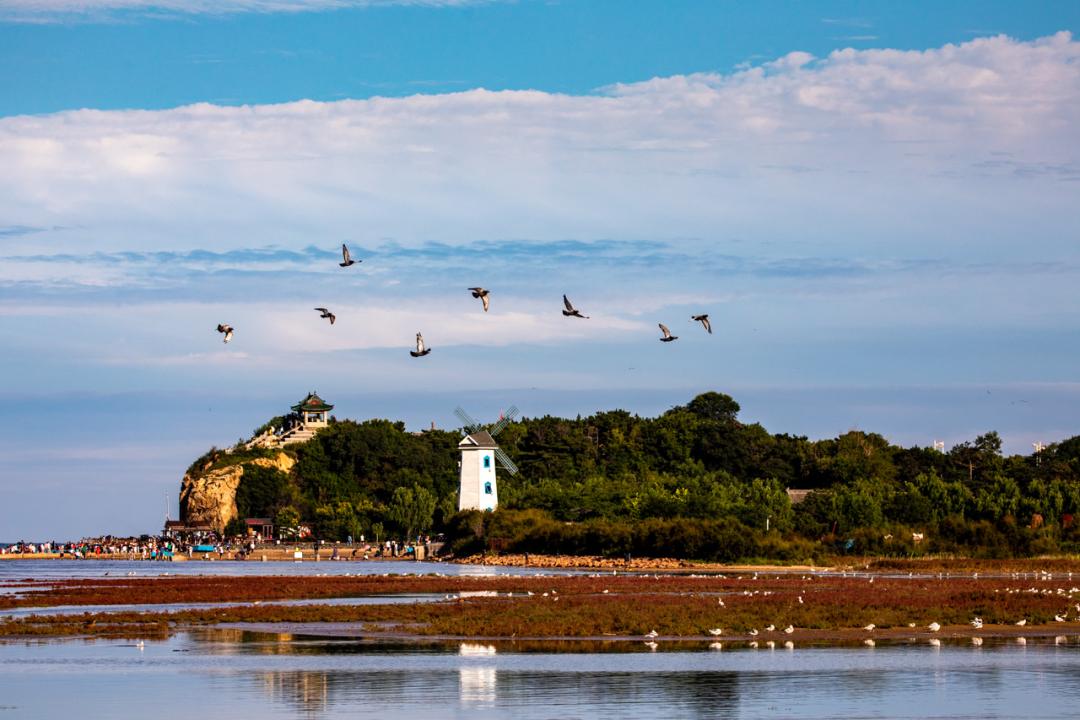 秦皇岛鸽子窝最佳观鸟地点,秦皇岛观鸟时间