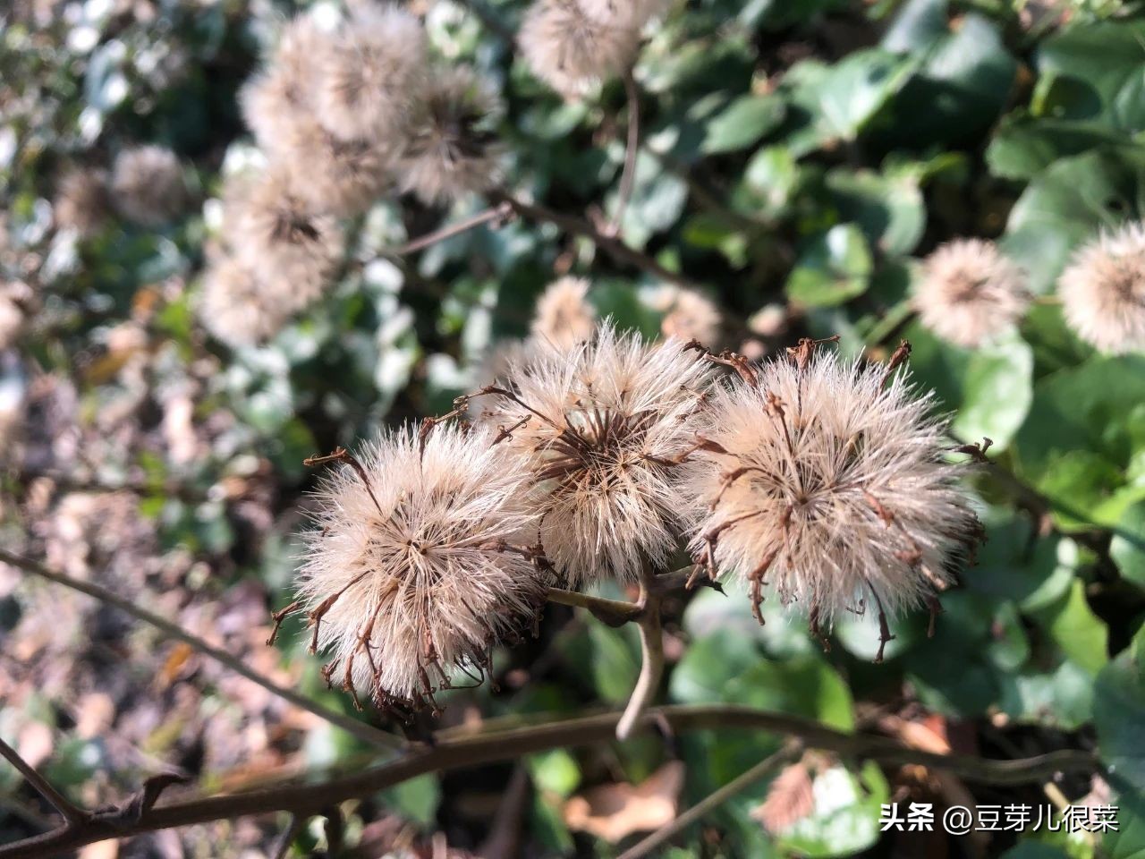 身高多少买火车票是半票,身高超过多少需要买火车票