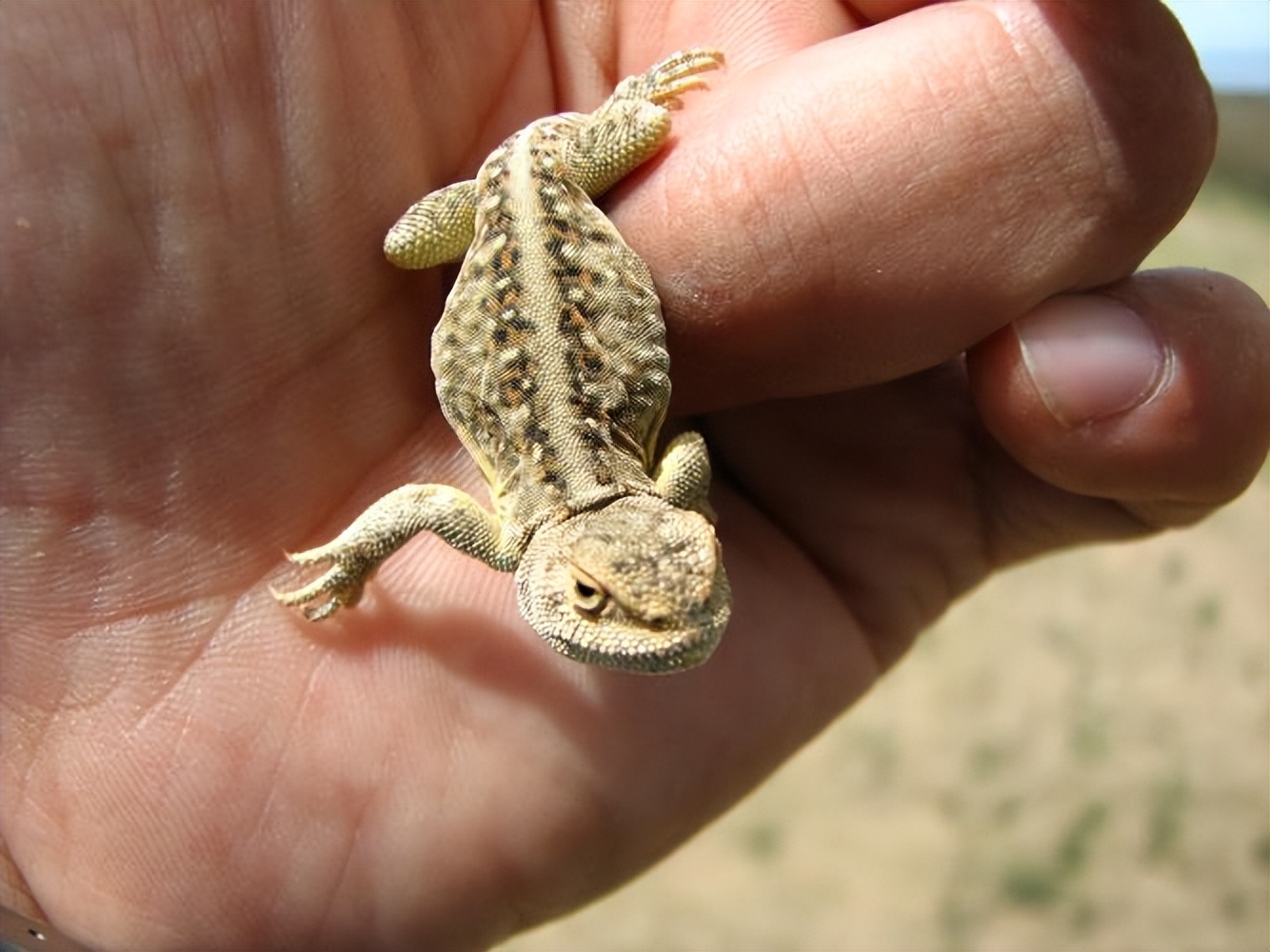 农村家里经常出现蝎子蜈蚣好不好,农村院子里的蝎子的克星