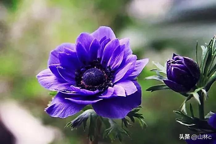 各种各样的鲜花尽情开放争芳斗艳,各种颜色的鲜花开得好美丽动人