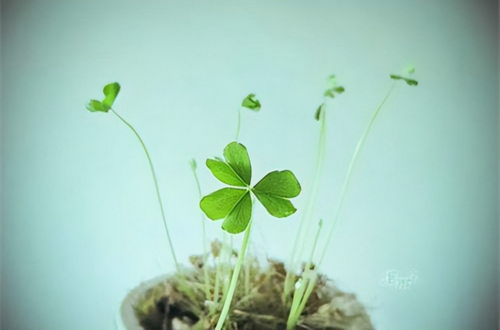 心情极差的伤感句子短句,崩溃的句子说说心情短句