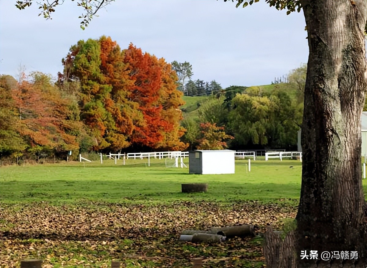 大洋洲旅游,新西兰罗托鲁瓦湖旅游攻略