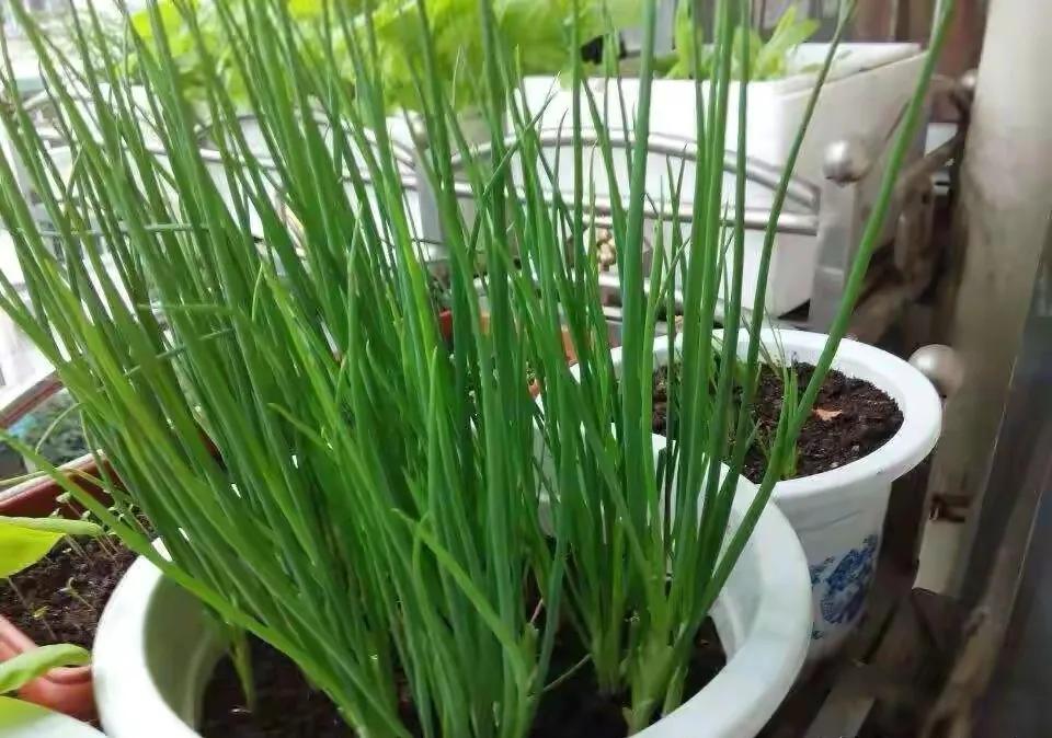 百合科葱属植物都有什么,植物学授课视频