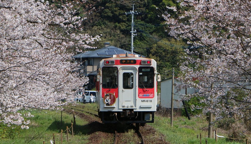 2022年日本北陆赏樱景点推荐,樱花季日本小众赏樱之旅