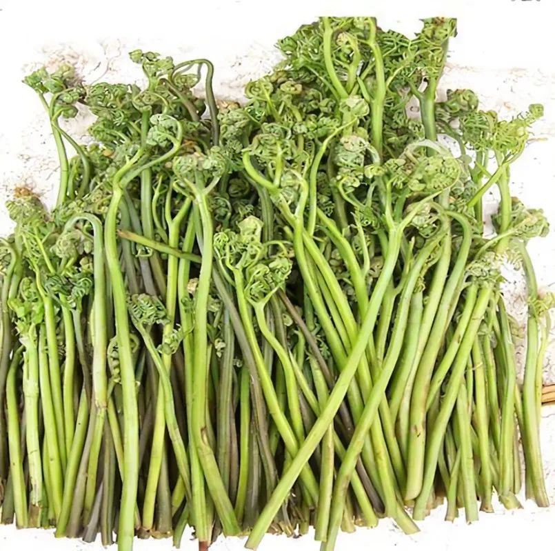 浙江人常吃的蔬菜有哪些,幼儿园常吃的蔬菜有哪些