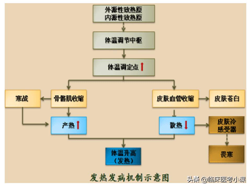 诊断学常见发热症状,诊断学发热分级
