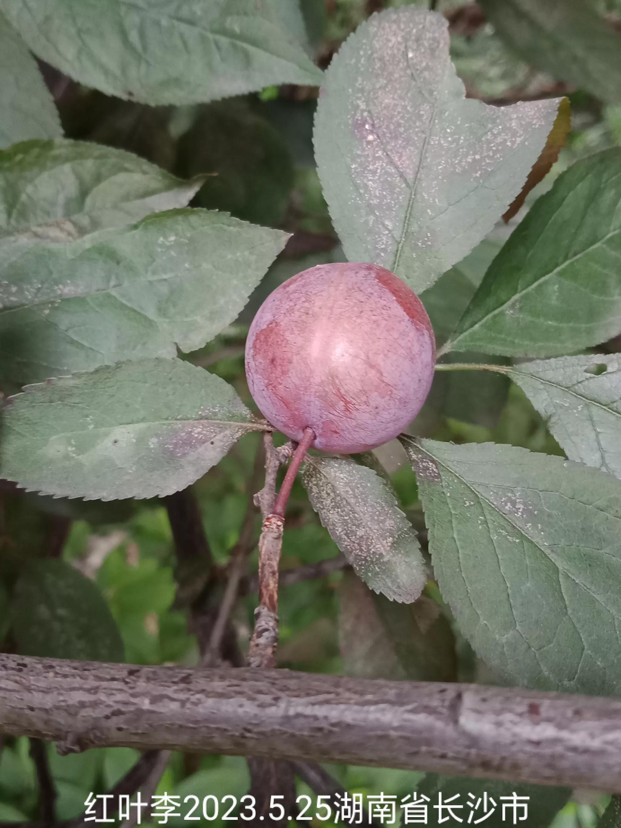 微信群忘保存找不到怎么办,怎么保存微信群里面的人