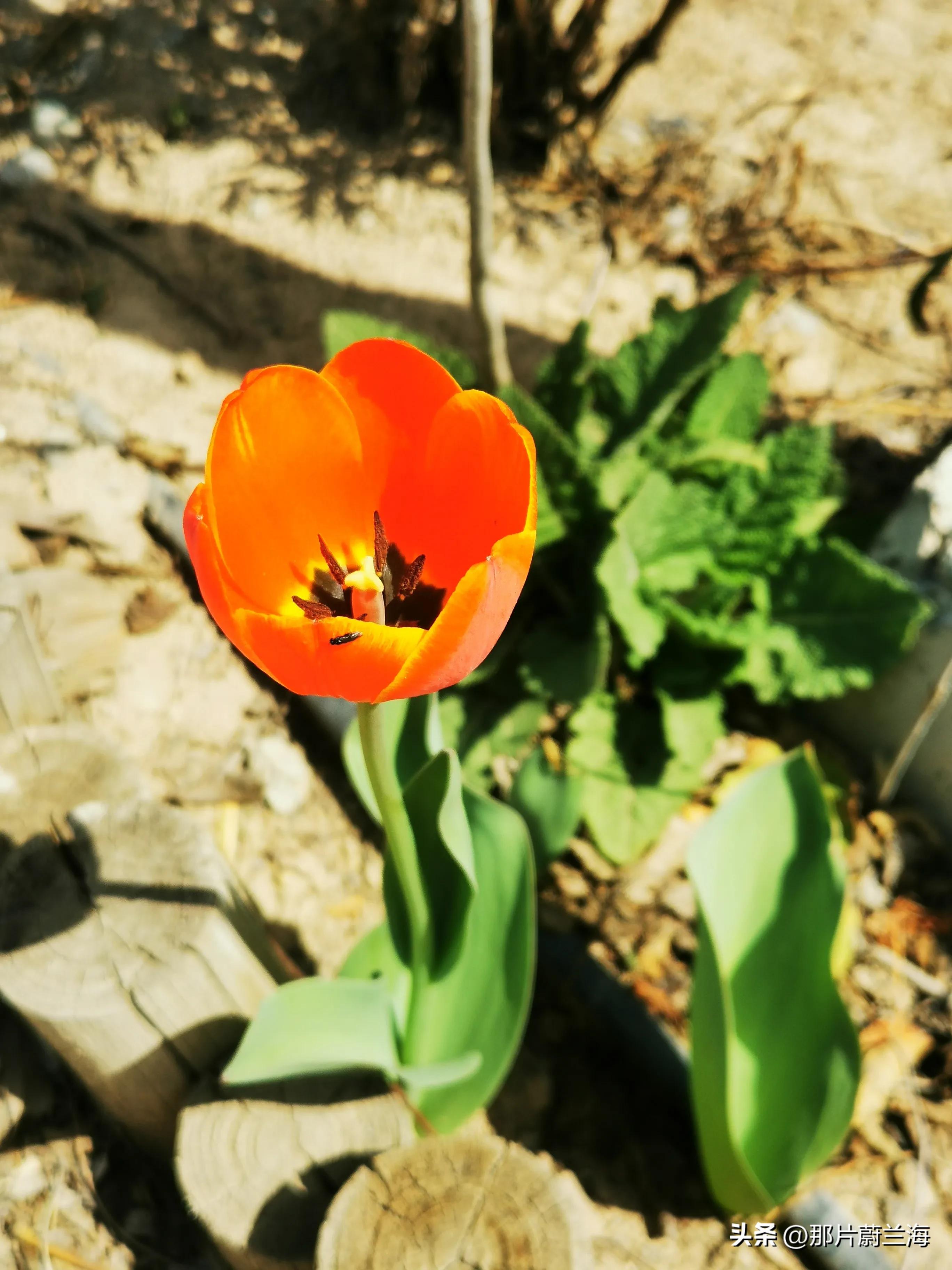 郁金香的花语最浪漫的,郁金香浪漫花语