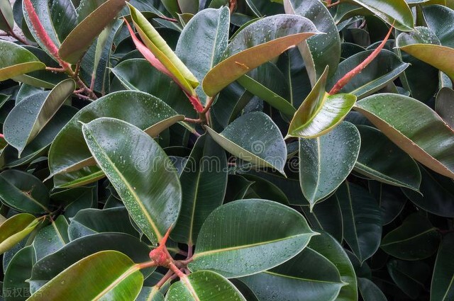 客厅种植什么树最旺财生命力强,客厅种什么树最好养最旺财