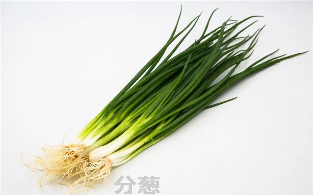 细香葱百合科多年生植物,百合科植物学