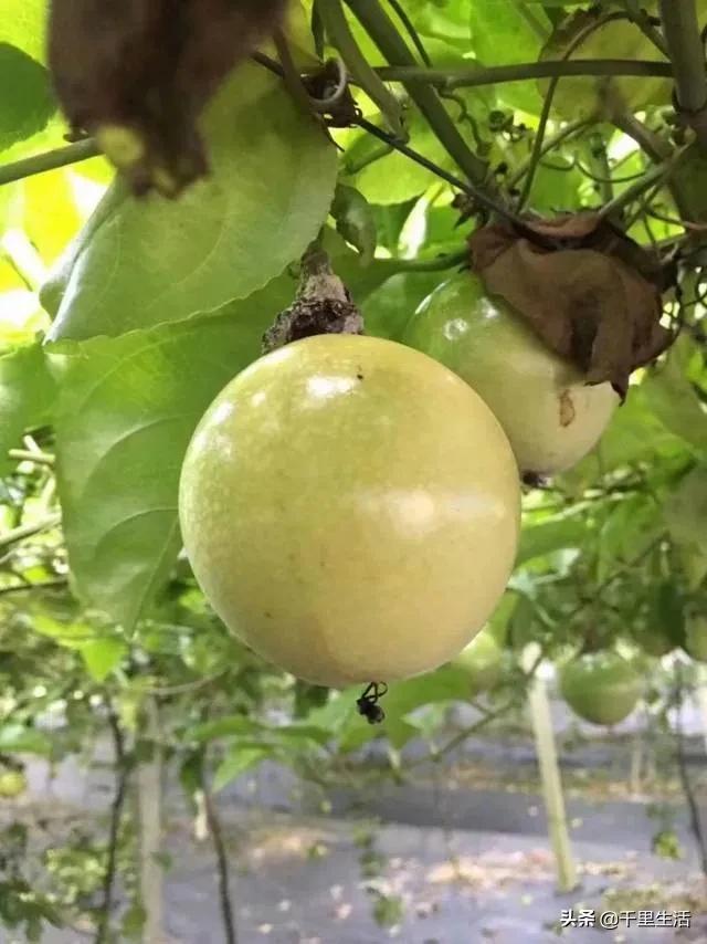 黄金百香果，“钦蜜9号”，百香果中的“爱马仕”，至爱非你莫属