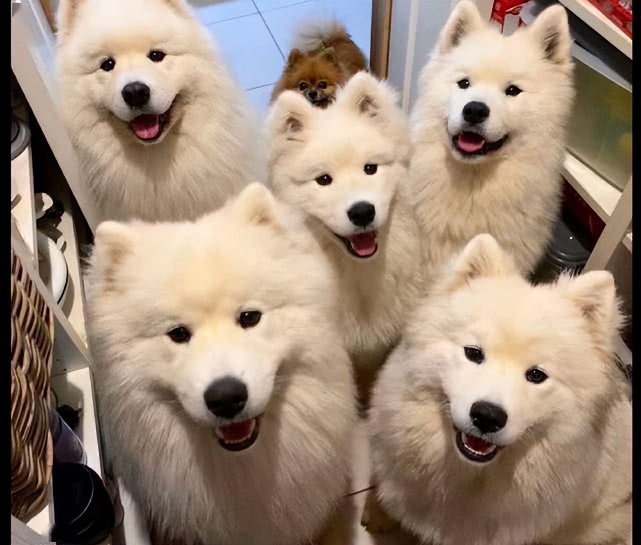 萨摩耶的优点和缺点黑色,萨摩耶的十大优点