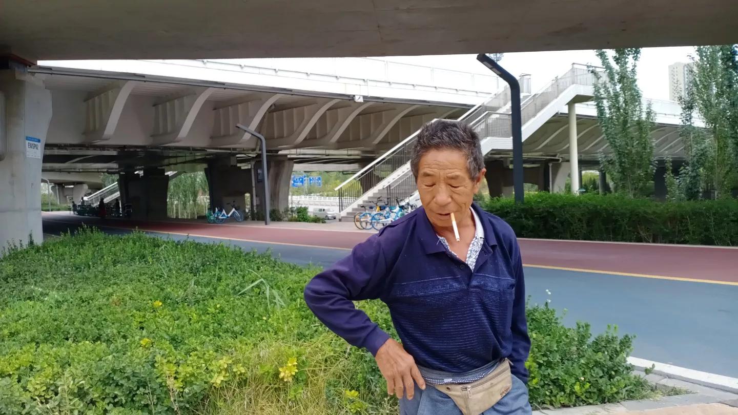 春暖花开，城市绿化有一种植物叫卫矛你了解它多少？