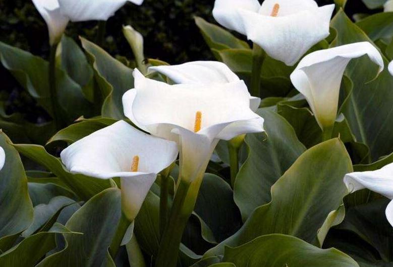 马蹄莲怎么养护才能长得好,马蹄莲怎么养开得快