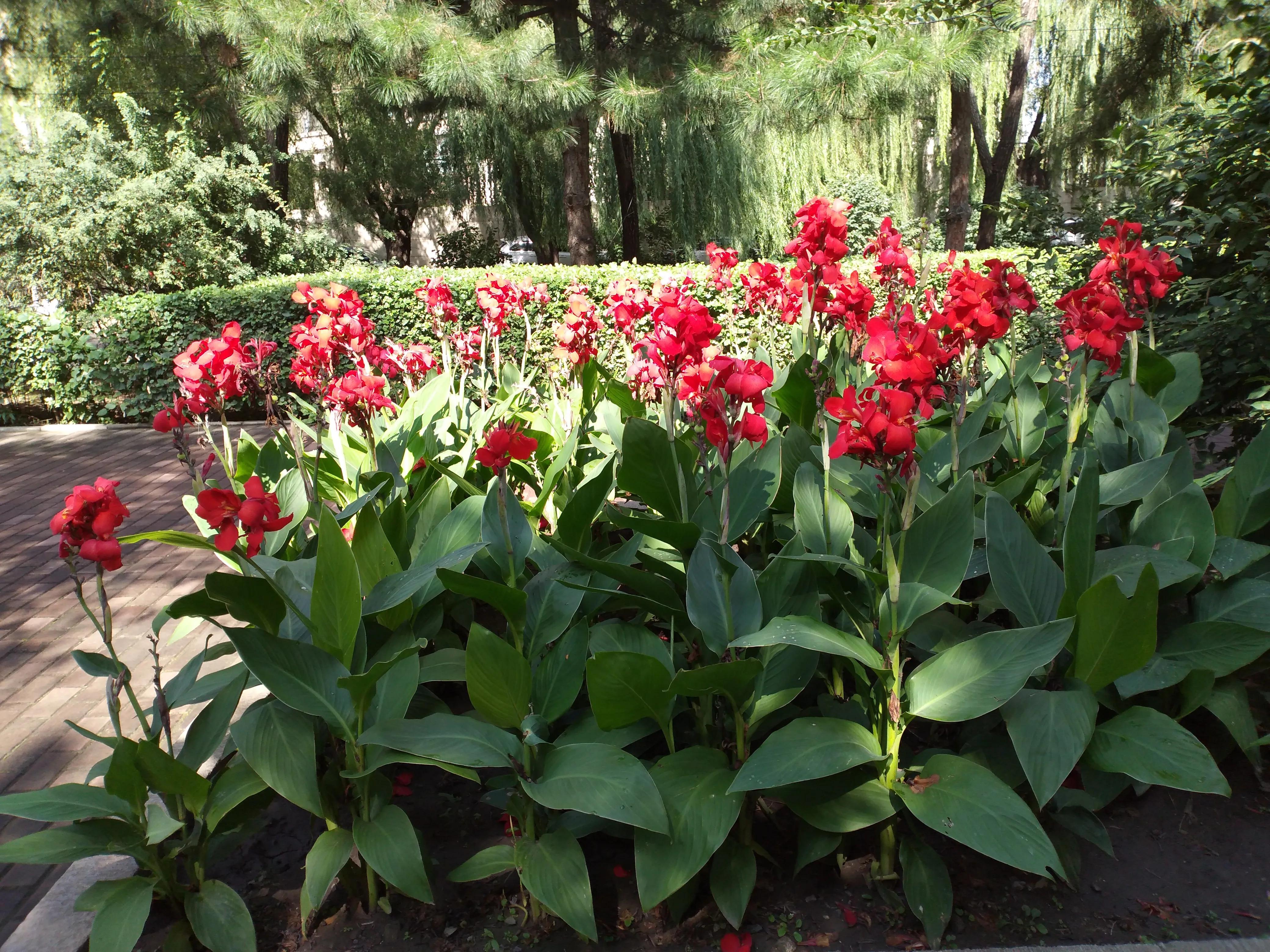 说说花的世界,花花草草大世界的说说