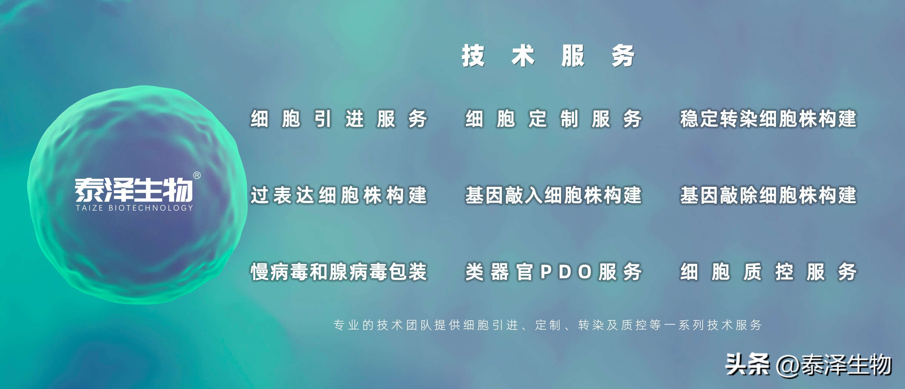 MDCK,NBL-2犬肾细胞基础介绍与培养传代