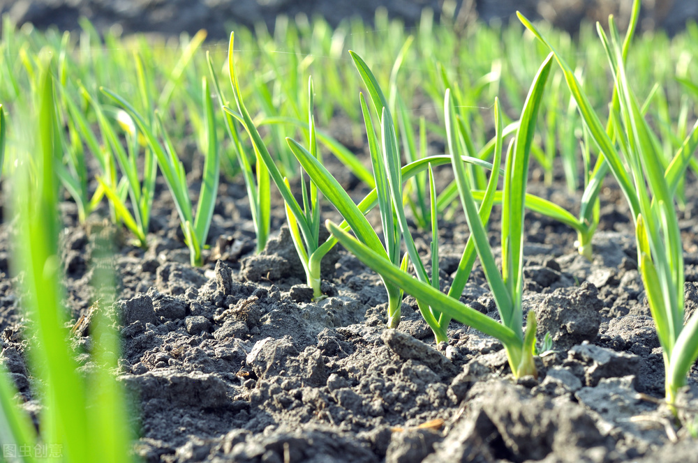 大蒜黄叶怎么防治,大蒜黄叶怎么补救最快方法