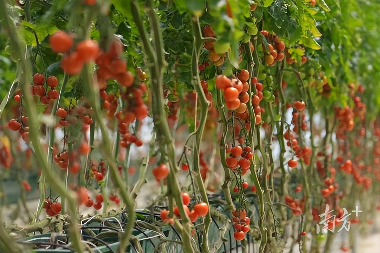 体育一线｜连樟村“网红”跳舞带货受追捧，回村发展月收入近万元