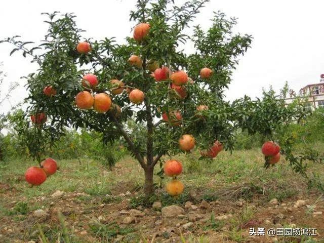 突尼斯软籽石榴树的根系,突尼斯软籽石榴树苗根系发达