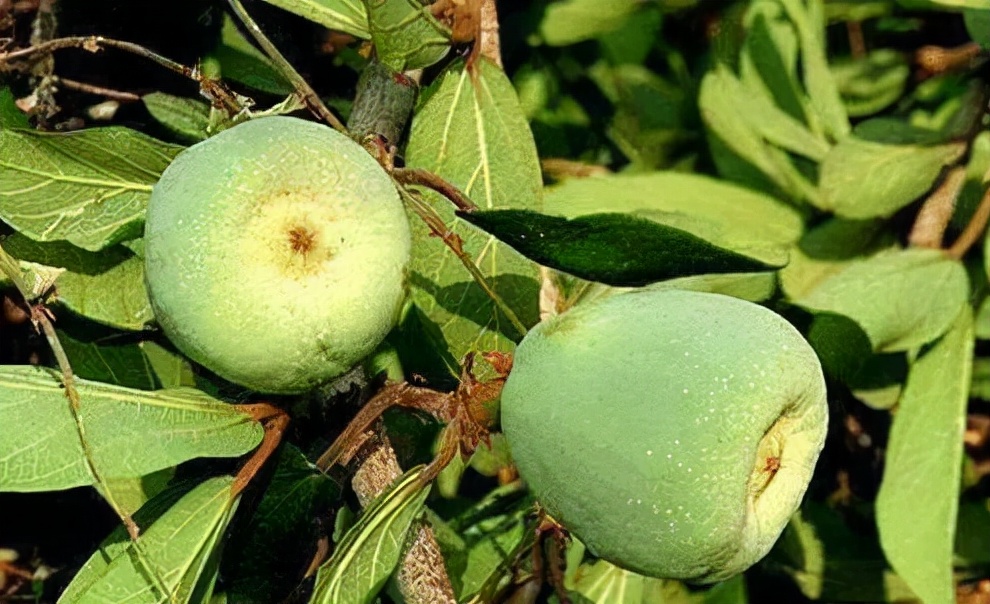 农村常见野生植物你都认识吗,农村常见植物野果