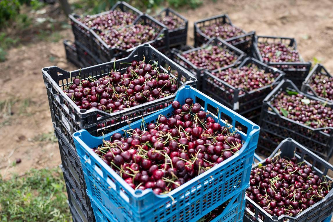 运输京津冀的车厘子,智利车厘子每年向中国输送多少