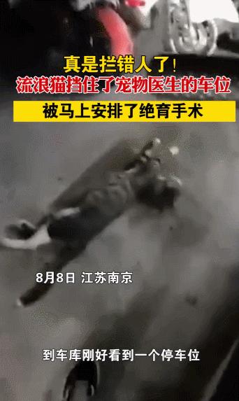 公猫出去一天一夜了都没回家,公猫出去三天没回来了