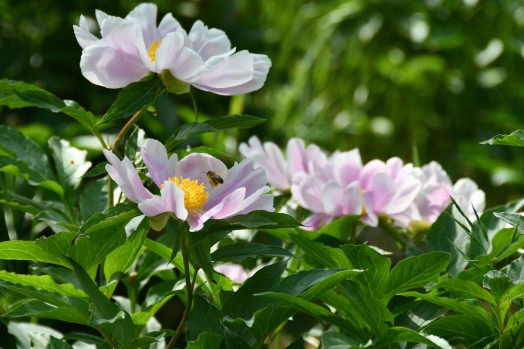 许昌人周末游玩,许昌人去哪景区免门票