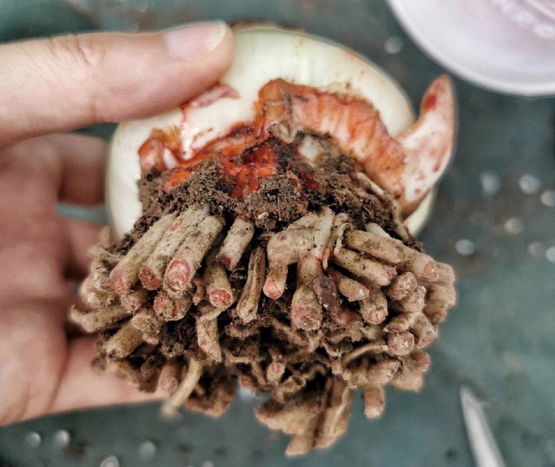 朱顶红怎样养才能开花,朱顶红怎么养才能开花结果