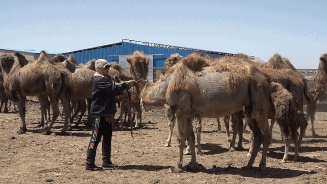 野公驼和家母驼要搞跨属恋爱，牧主却棒打鸳鸯，究竟为什么？