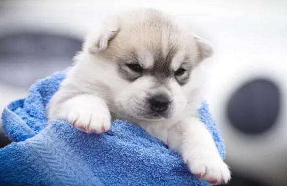 宠物店买到“星期狗”怎么办？北京瀛台律师事务所教您维权