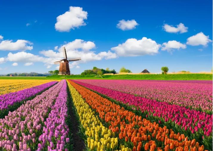 仙人掌墨西哥国花,仙人掌花是什么国家的国花