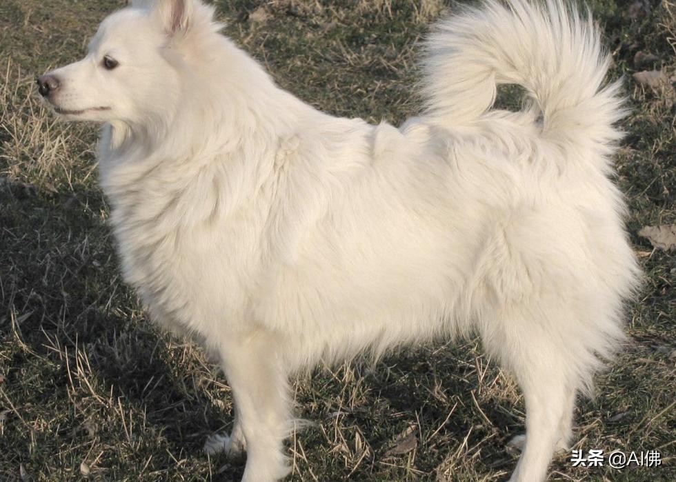 美国犬种有哪些,美国五大传奇犬种