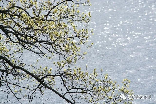 汪氏艺文,汪氏家谱第8期