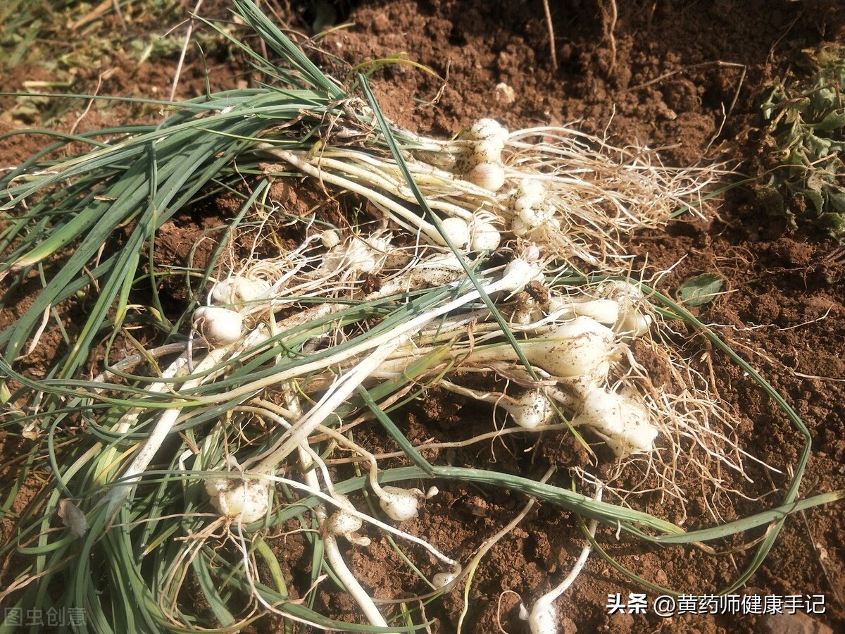 薤白的别名及功效作用,薤白的药用做法