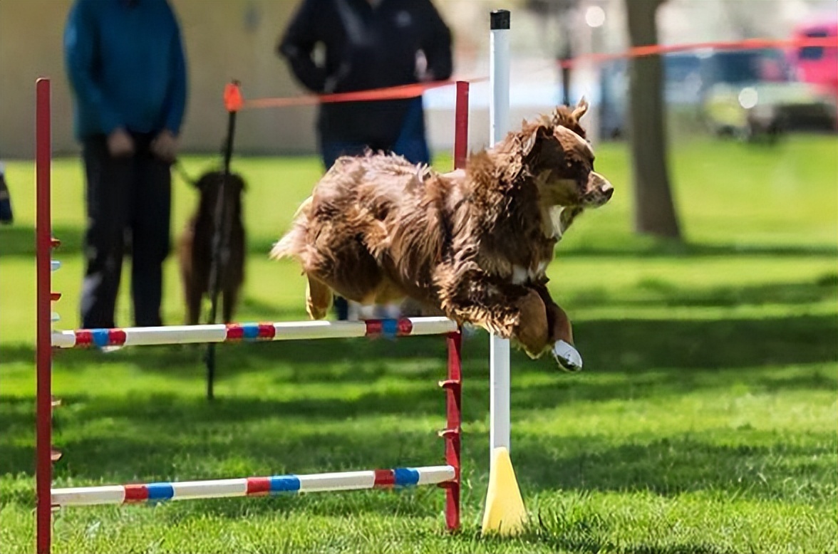 宠物美容加盟店怎么开好呢,宠物美容店加盟哪家好