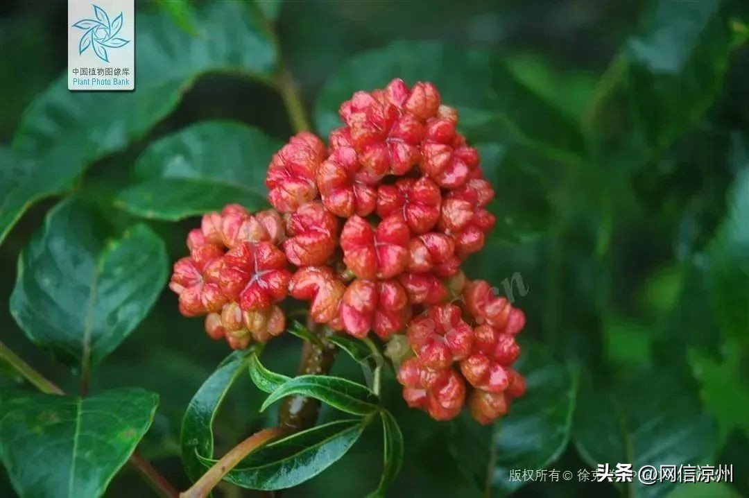 端午节习俗中有和花有关的吗,端午节的由来和相关的民俗活动