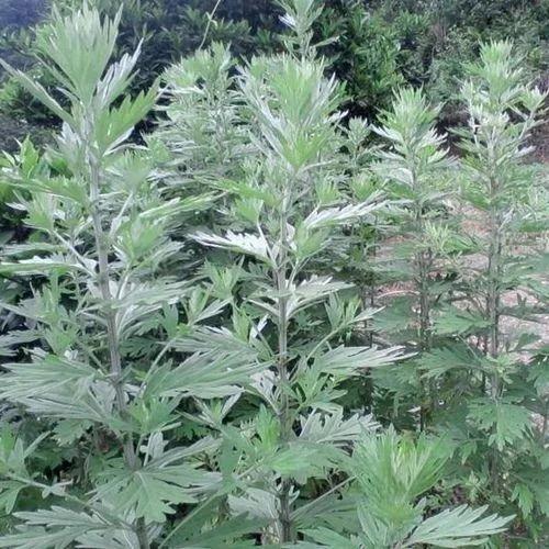 艾草蚊香液工厂店,艾草蚊香棒驱蚊家用第一名