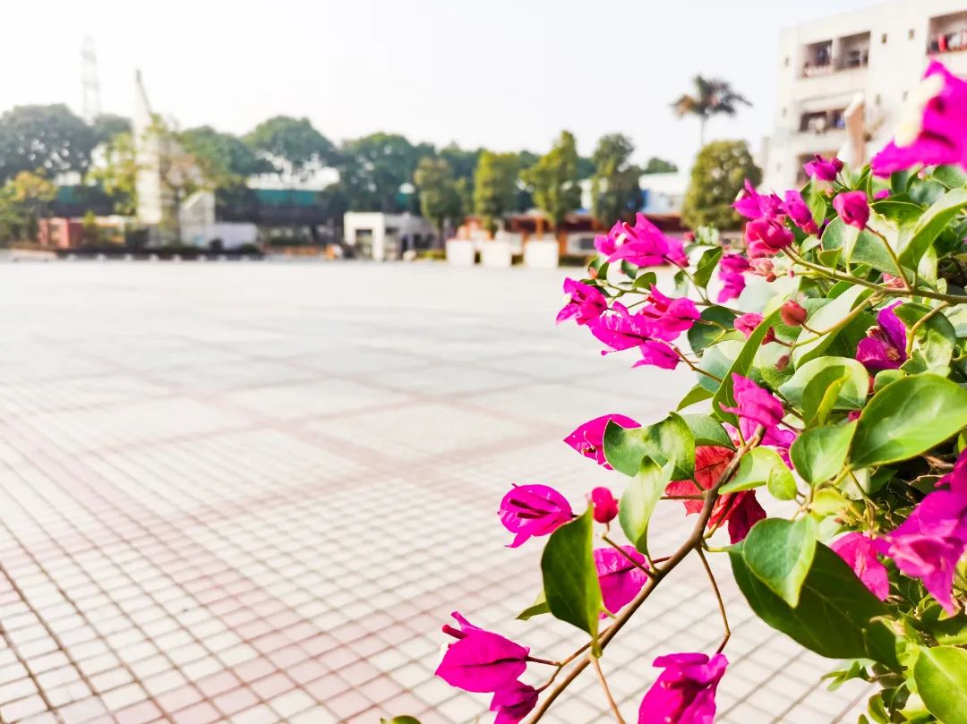 选择石碣四海学校！报读一年级和七年级学生6月4日开始网上填报志愿！