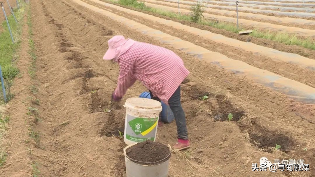 七星镇：烤烟移栽奏响烟农增收“前奏曲”