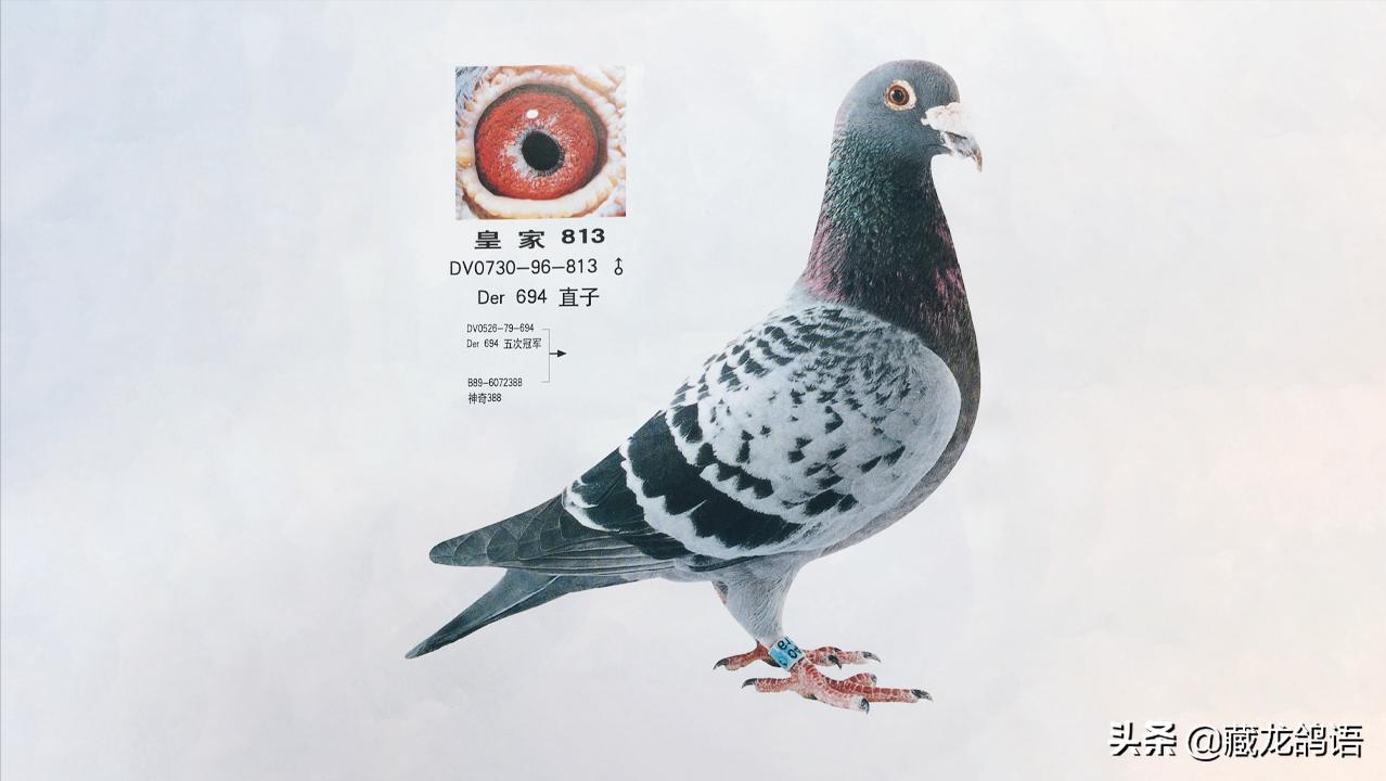 宝宝肠道腺病毒上吐下泻,腺病毒解剖症状