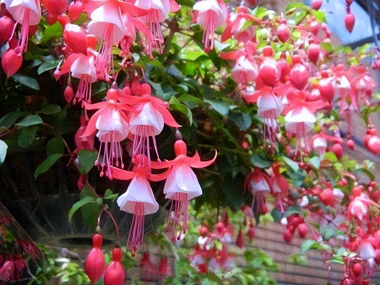 适合室内养的耐阴花和植物,就养这10种耐阴花比绿萝都好养