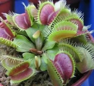 科普盘点捕虫子的植物,所有捕虫植物介绍